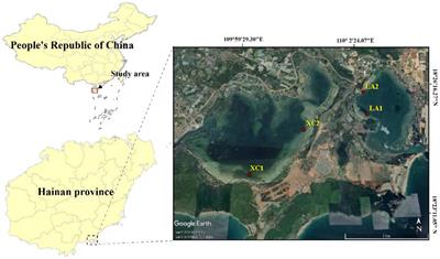 Impacts of eutrophication on microbial community structure in sediment, seawater, and phyllosphere of seagrass ecosystems